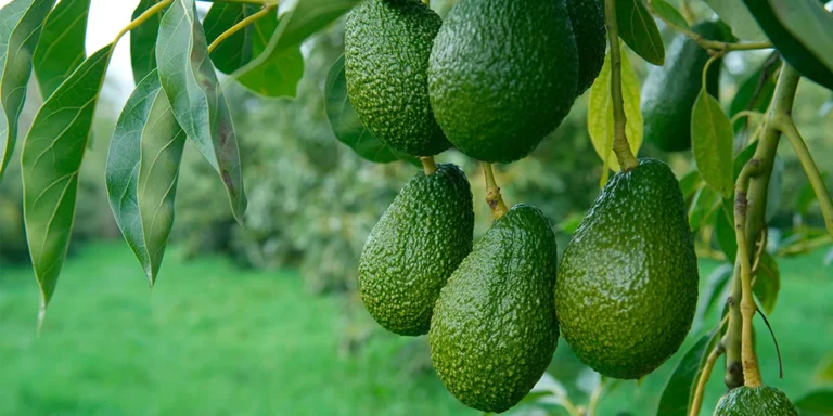 palta comite de paltas chile