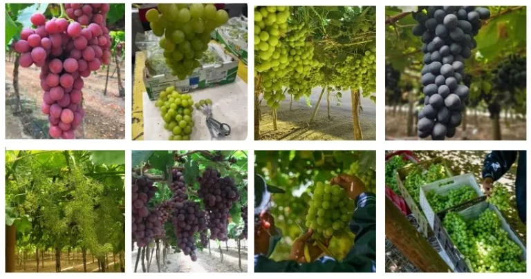 Imagen: Uvas Subsole