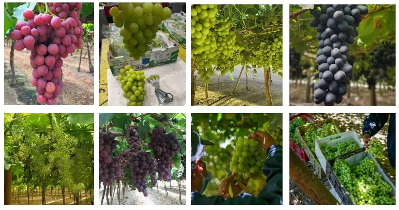 Imagen: Uvas Subsole