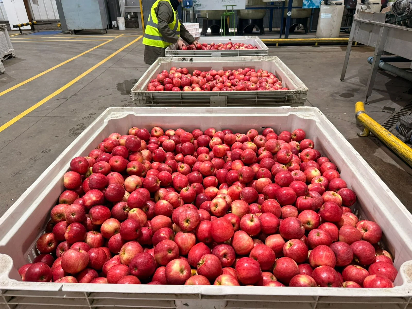 En la planta de la Exportadora Vientos del Sur.