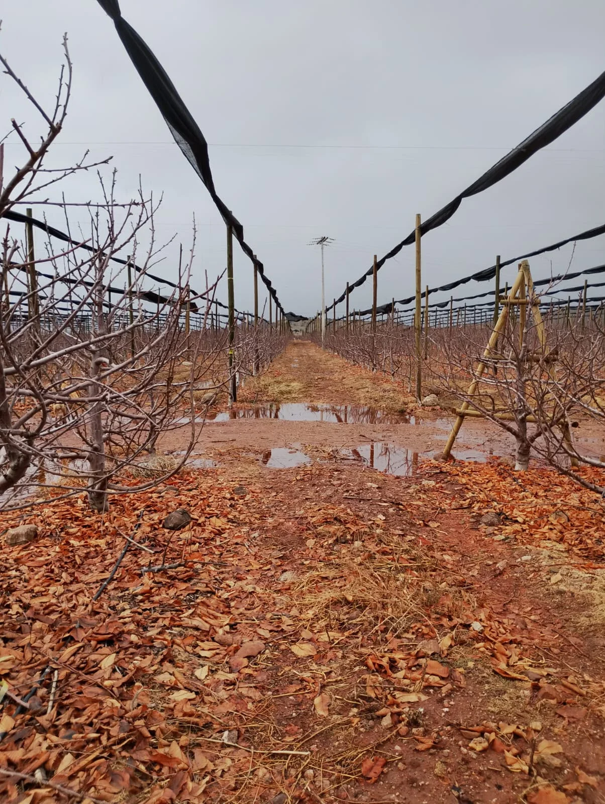 Huertos de cerezas primores tras el sistema frontal de Chile.