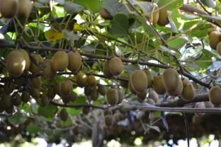 kiwi4
