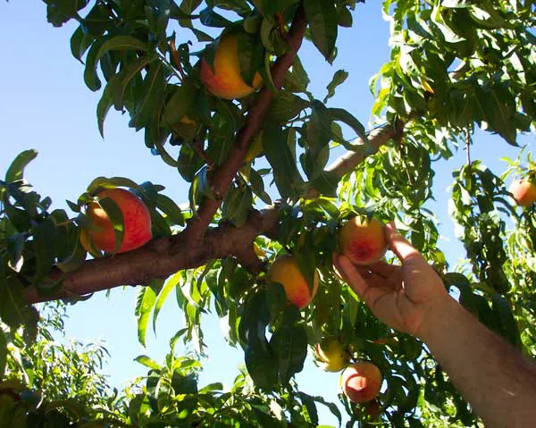 cosechandofruta