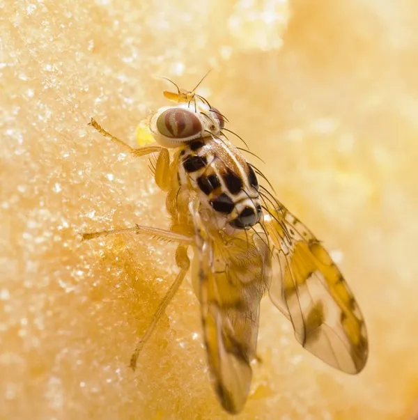 mosca 3