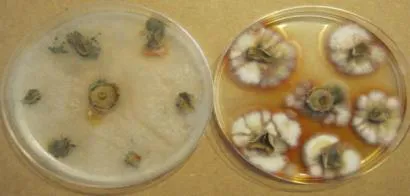 cdkbotrytis