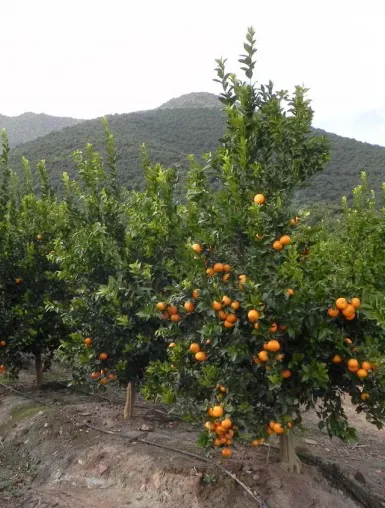 mandarinasproyectosinsemillas