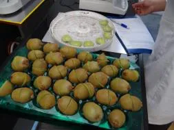 muestraliberacióndehuerto-kiwi