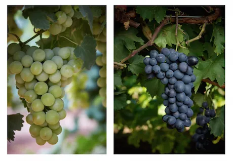 Grape varieties 1