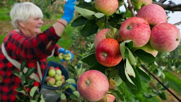 Polonia manzanas