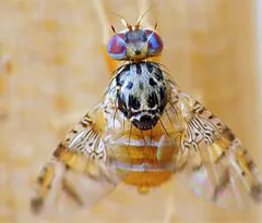 mosca2 2