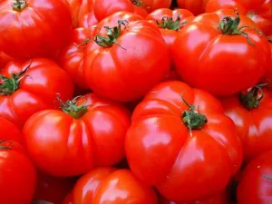 Tomate-limachino-21-300x225