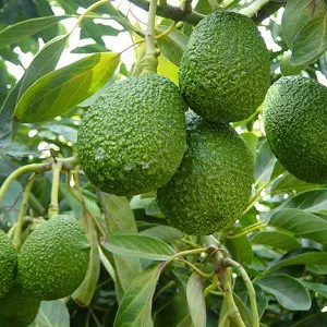 persea-americanaaguacatebolsa
