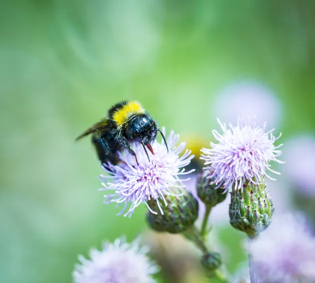 abejas