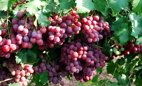 uvas-egipcias