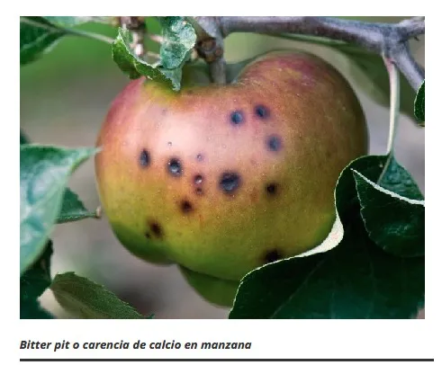 manzana-falta-calcio