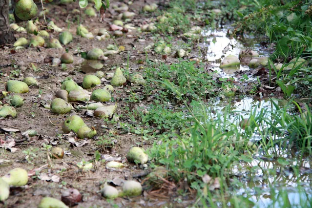 granizadas-belga