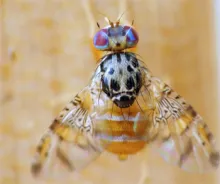 mosca de la fruta