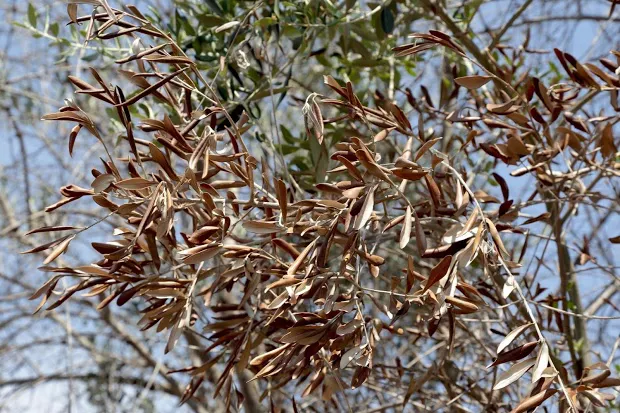 Xylella-fastidiosa
