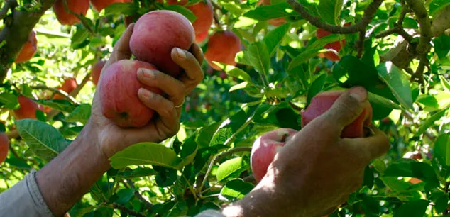 cosecha-manzanas