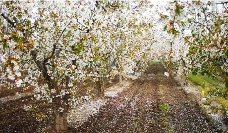 cerezas-argentina