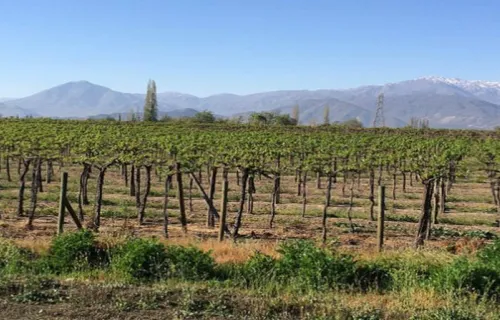 Uva de Mesa1