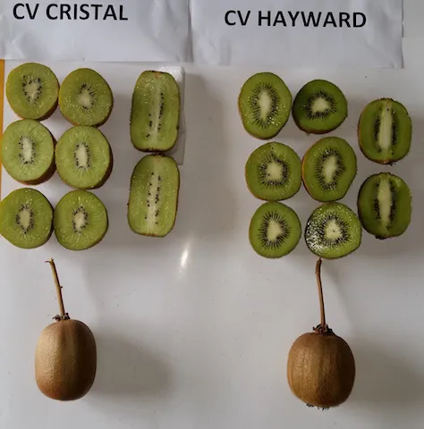 kiwis