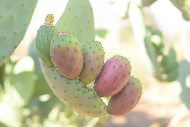 tunas